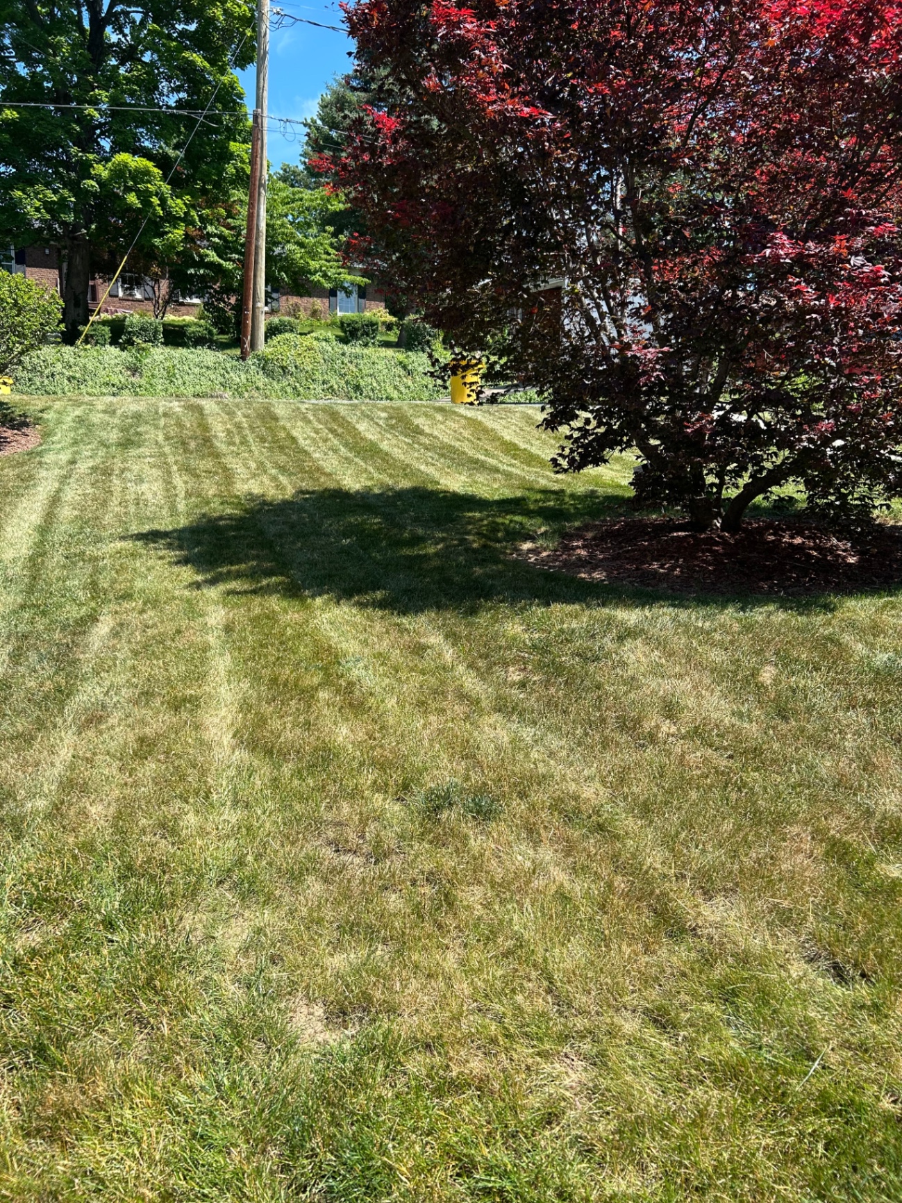 Front lawn with mowing lines beside a red Japanese maple tree