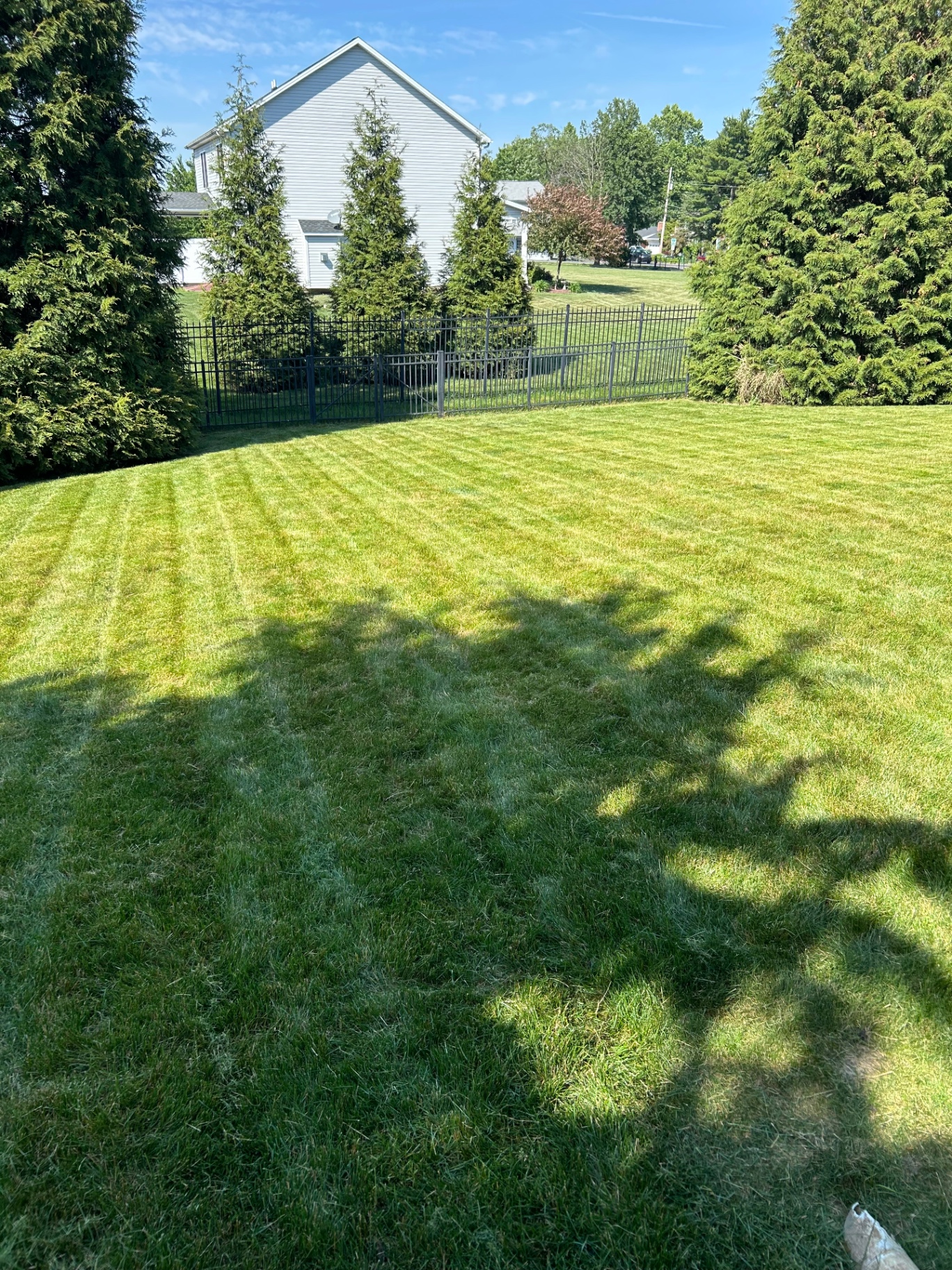 Large backyard lawn with crisp mowing lines and soft tree shade