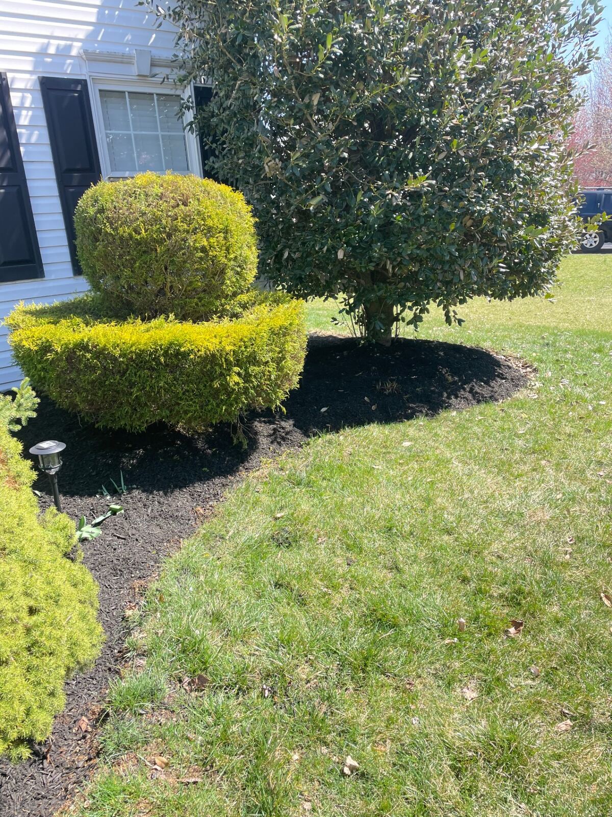 Trimmed shrubs in a tidy mulched front-yard bed