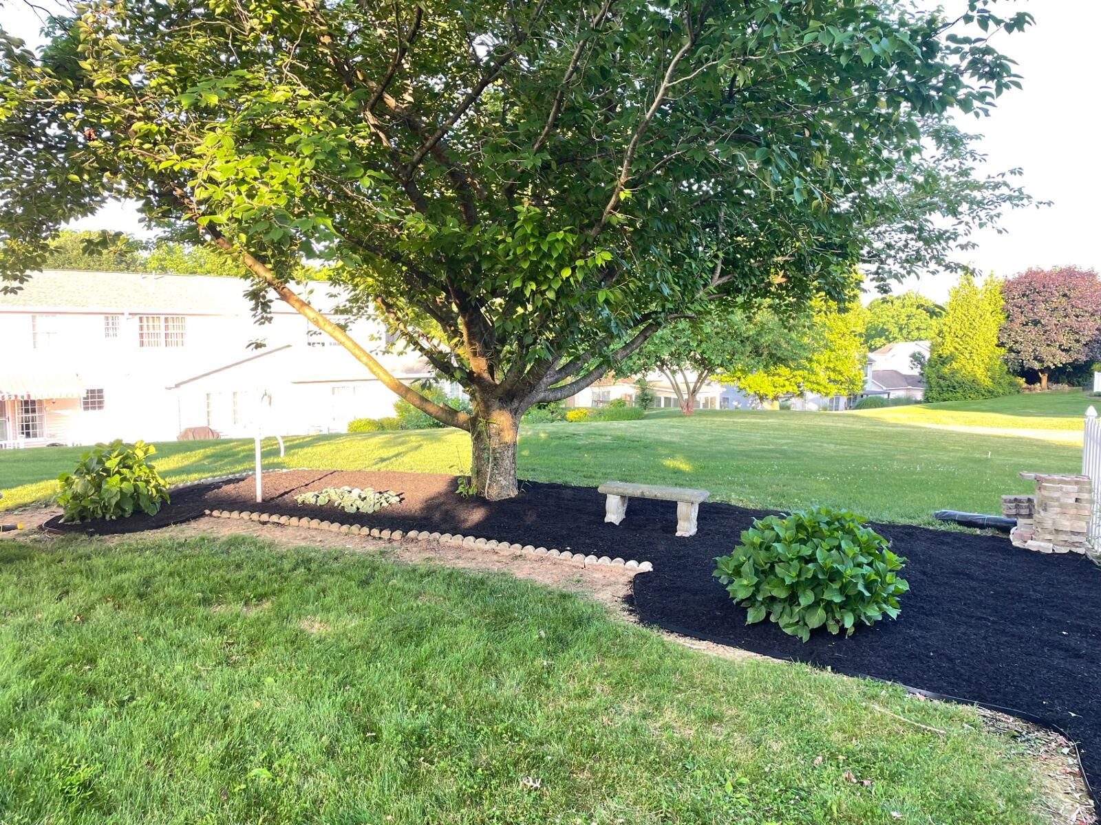 Large shade tree surrounded by a freshly mulched landscape bed