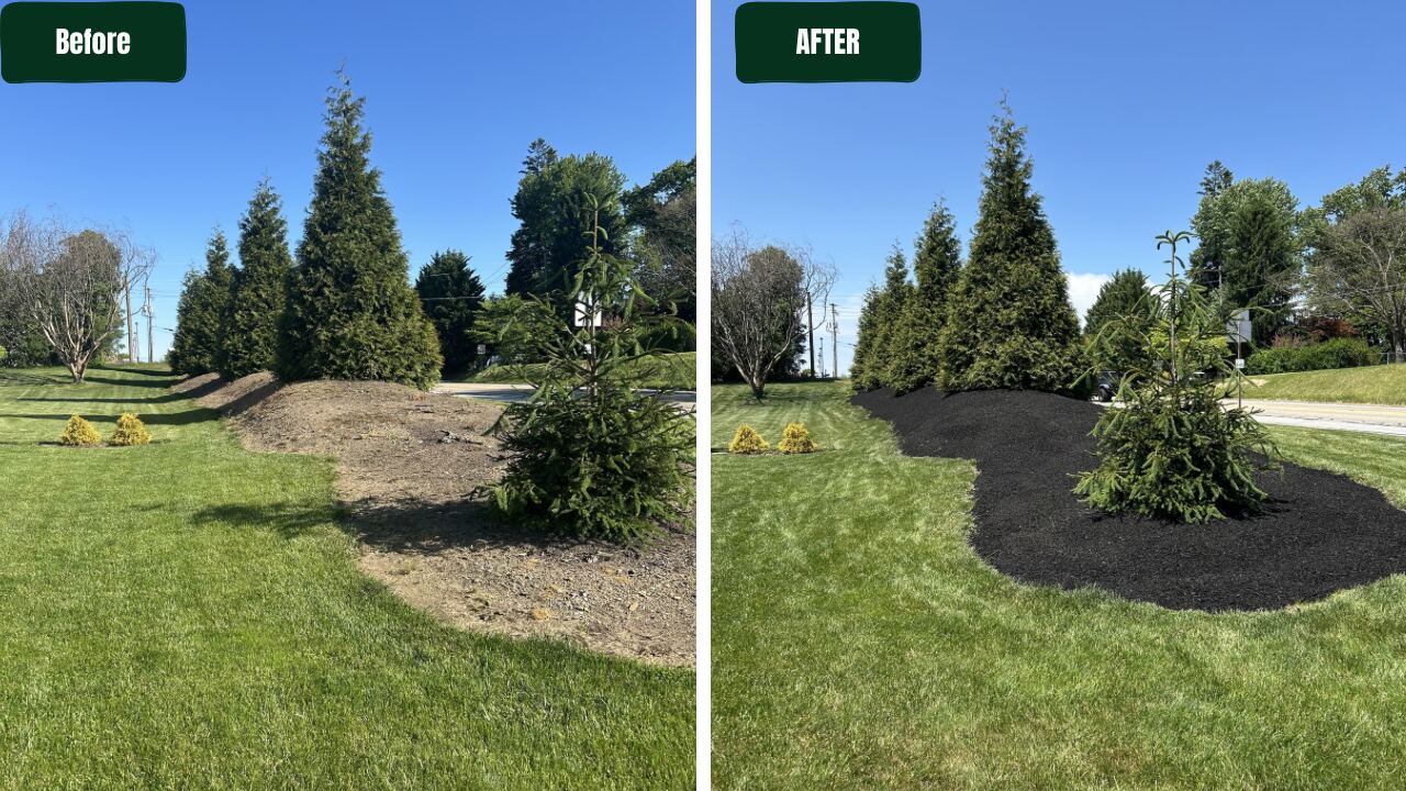 Before and after mulch installation around evergreen trees
