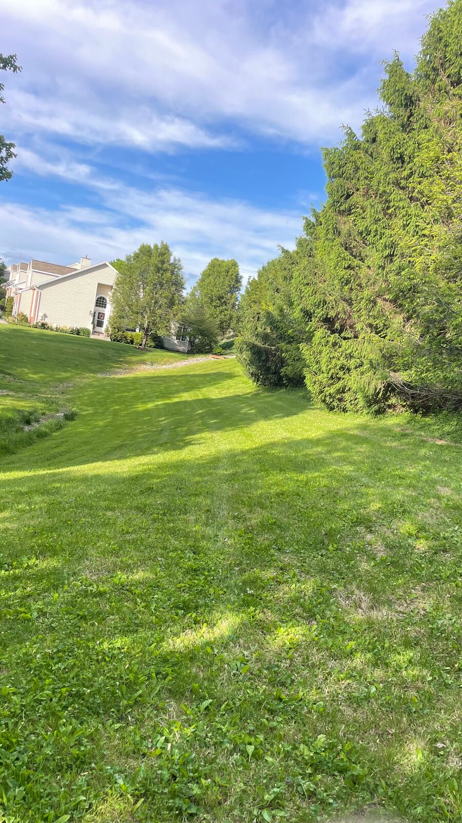Sloped side yard mowed clean along an evergreen hedge