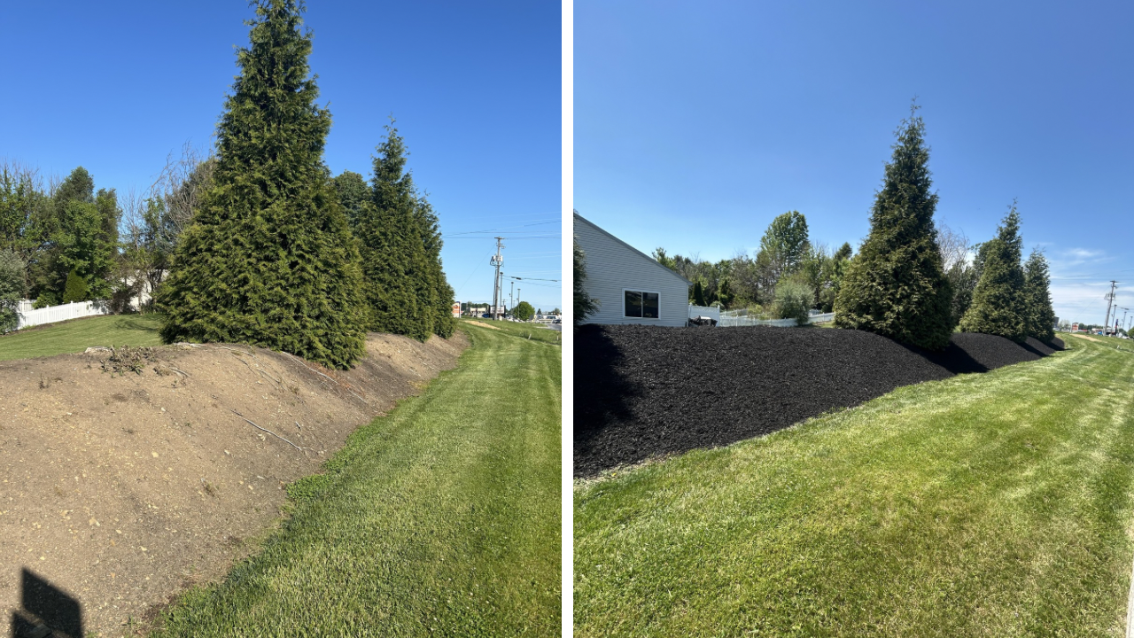 DIY vs. Hiring a Professional Landscaper: What's Worth It?